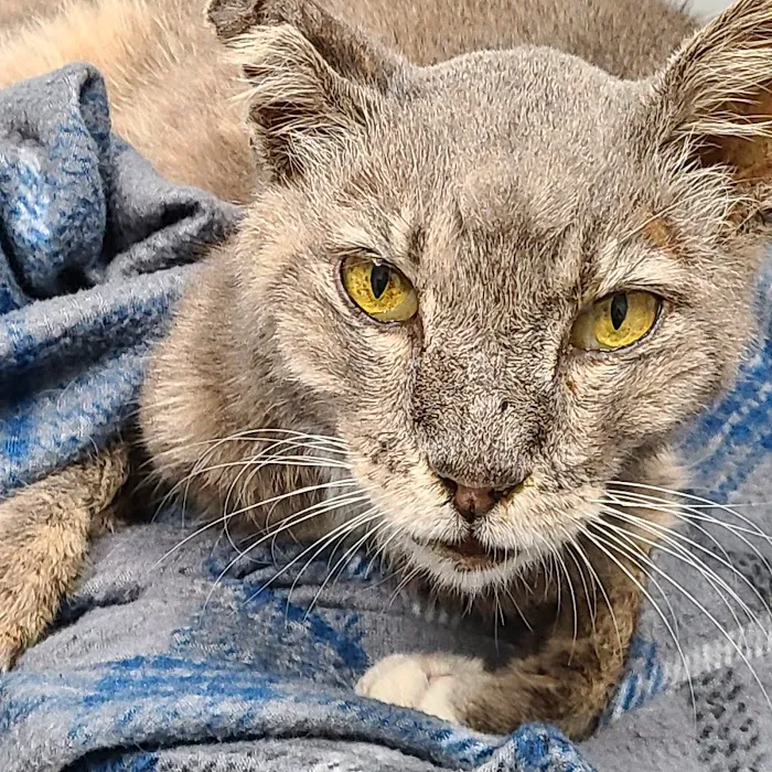 TLC Animal Hospital Picture 10