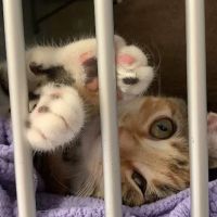 Cat Hospital At Palm Harbor ico