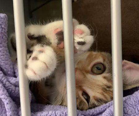 Cat Hospital At Palm Harbor