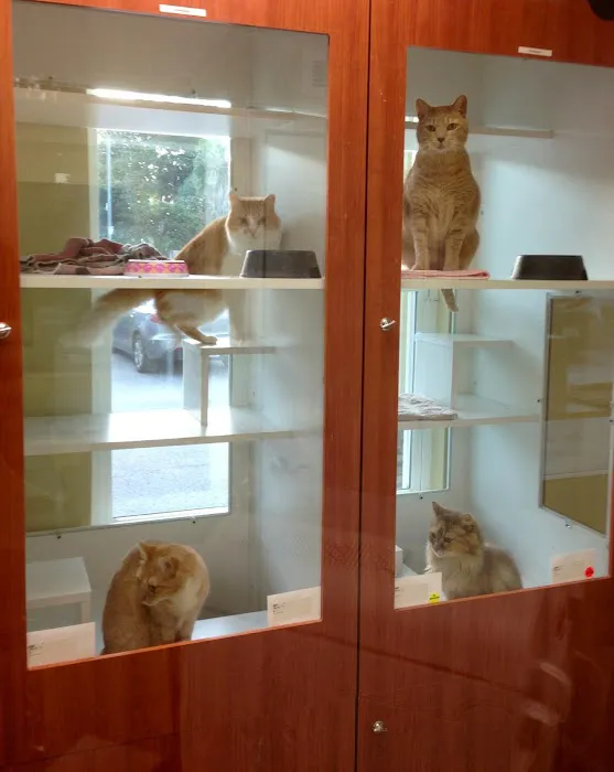 Cat Hospital At Palm Harbor Picture 10