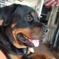 Adney Kevin DVM ico
