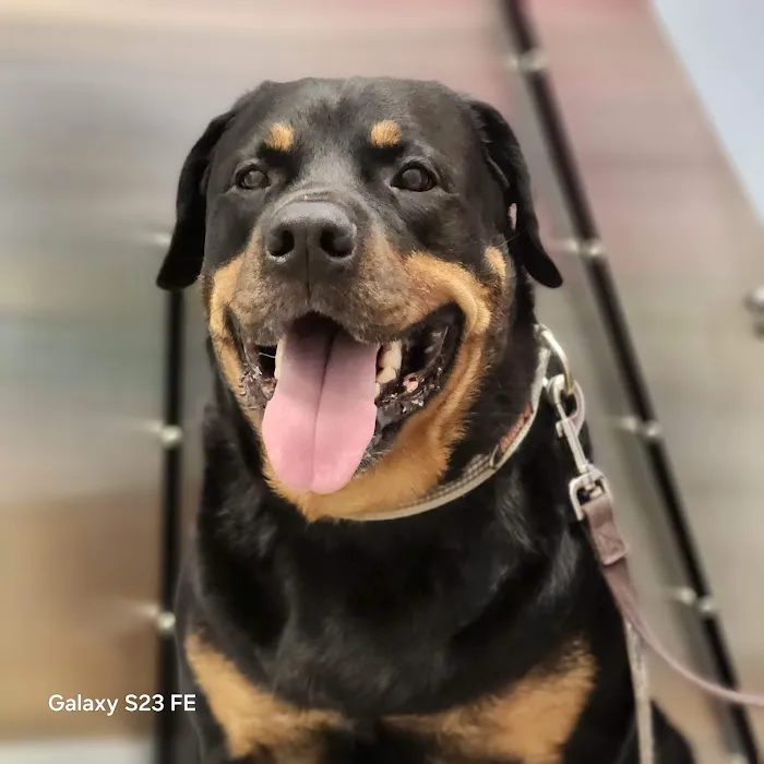 Day & Evening Pet Hospital & Surgical Center, A Thrive Pet Healthcare Partner Picture 5