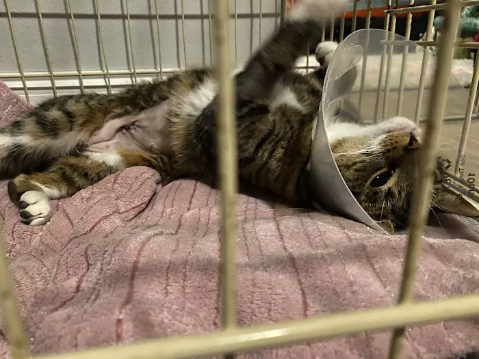 Day & Evening Pet Hospital & Surgical Center, A Thrive Pet Healthcare Partner Picture 4