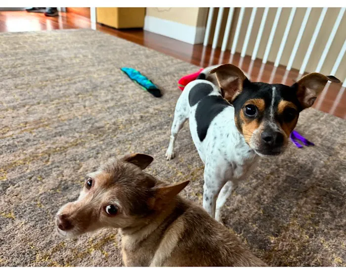 Day & Evening Pet Hospital & Surgical Center, A Thrive Pet Healthcare Partner Picture 1