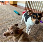 Day & Evening Pet Hospital & Surgical Center, A Thrive Pet Healthcare Partner