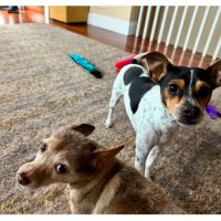 Day & Evening Pet Hospital & Surgical Center, A Thrive Pet Healthcare Partner ico