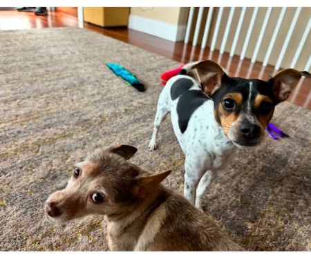 Day & Evening Pet Hospital & Surgical Center, A Thrive Pet Healthcare Partner
