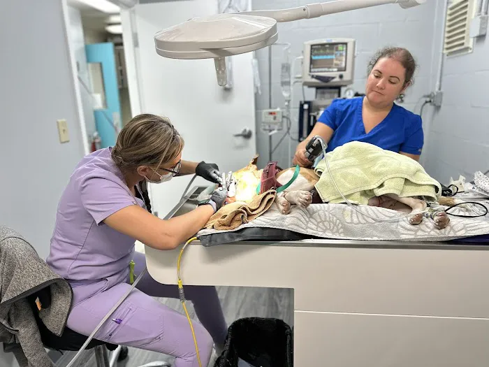 Anclote Animal Hospital Picture 9