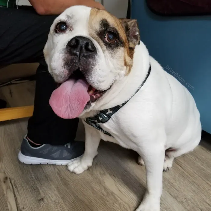 Anclote Animal Hospital Picture 2