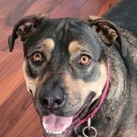 Westlake Animal Hospital ico