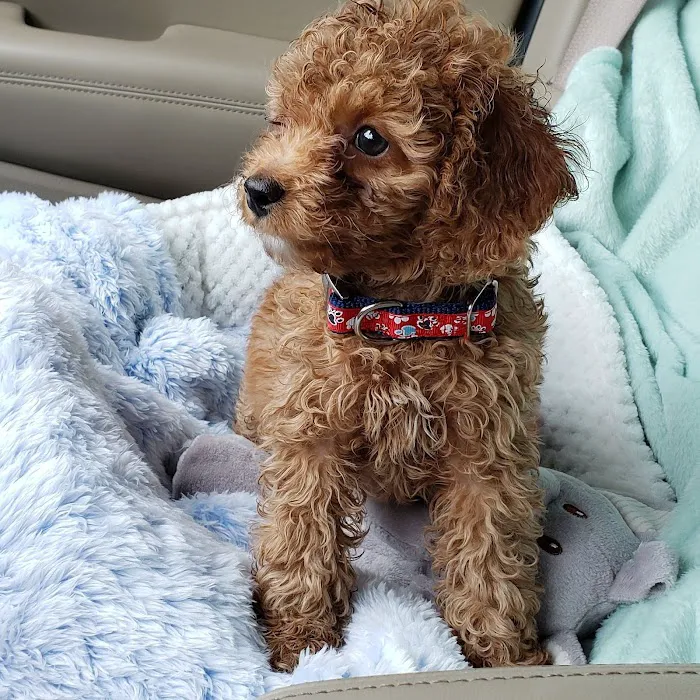 Westlake Animal Hospital Picture 10
