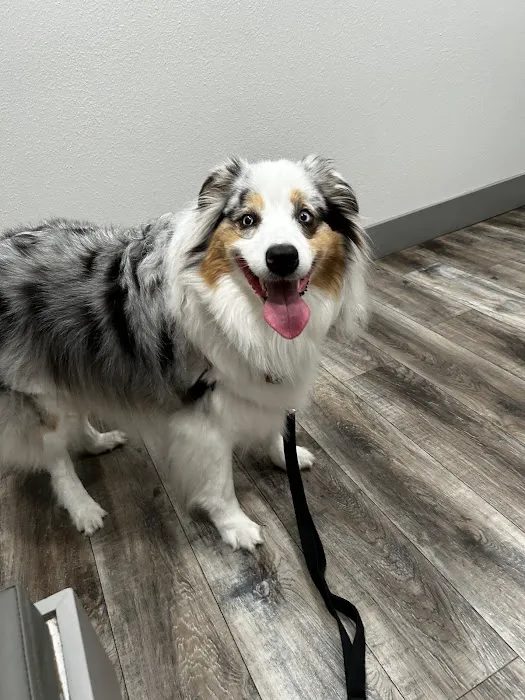 Westlake Animal Hospital Picture 2