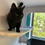 Hidden Oaks Animal Hospital