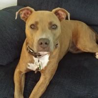 Pet First Veterinary Hospital ico