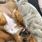 Advanced Veterinary Hospital: Dieter Scott DVM