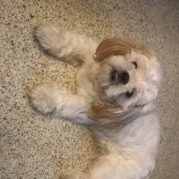 Advanced Veterinary Hospital ico