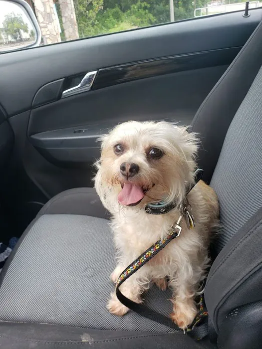 All Pets Hospital Picture 1