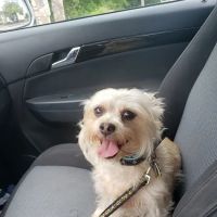 All Pets Hospital ico