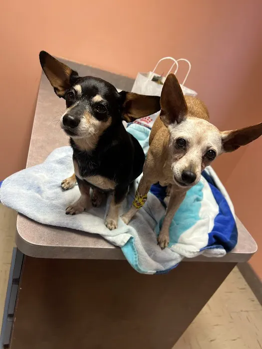 All Pets Hospital Picture 2