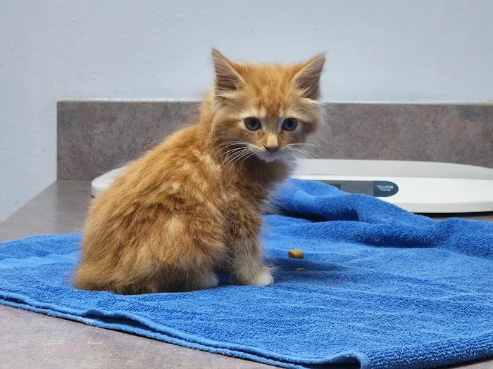 All Pets Hospital Picture 7