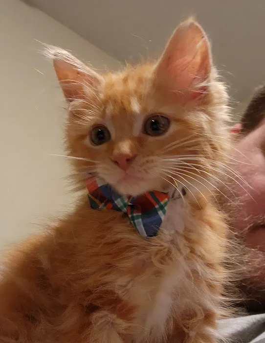 All Pets Hospital Picture 10