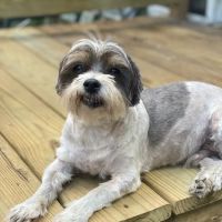 Animal's Best Choice ico