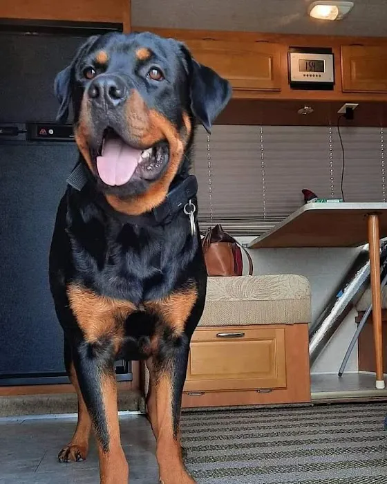 Animal's Best Choice Picture 8