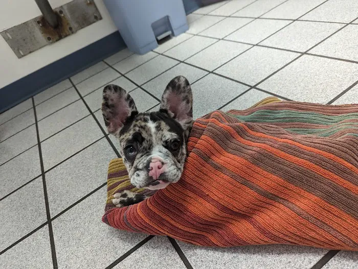 Animal's Best Choice Picture 3