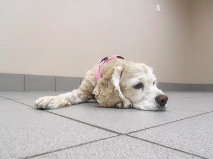 Best Care Animal Hospital Picture 1