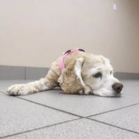 Best Care Animal Hospital ico