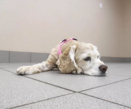 Best Care Animal Hospital