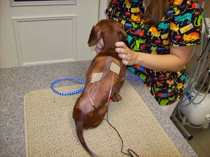 Best Care Animal Hospital Picture 10