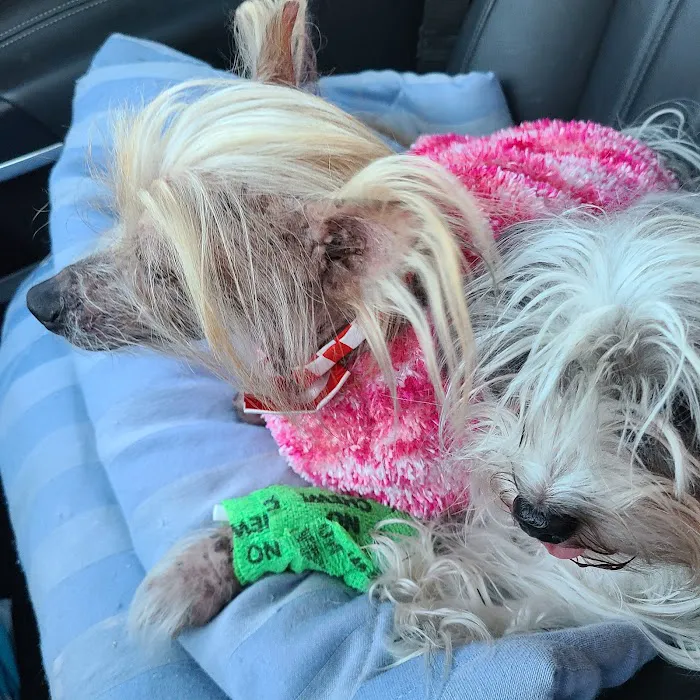 Best Care Animal Hospital Picture 7