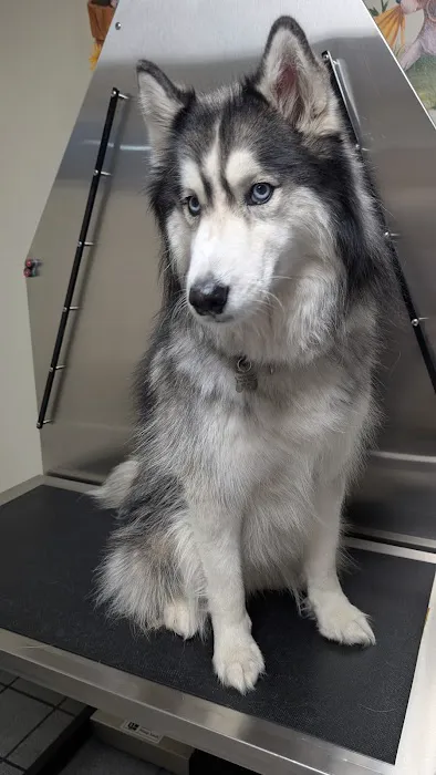 Animal Hospital of New Port Richey Picture 3