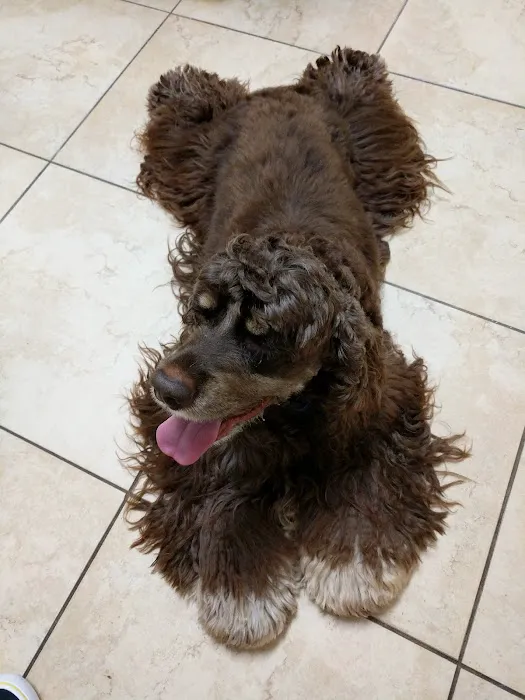 Animal Dermatology South Picture 6