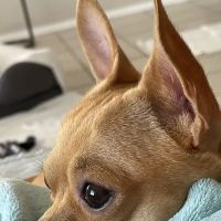 Animal Dermatology South ico