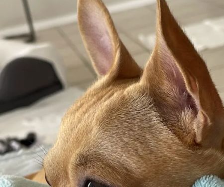 Animal Dermatology South