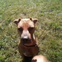 Animal Hospital of Regency Park ico