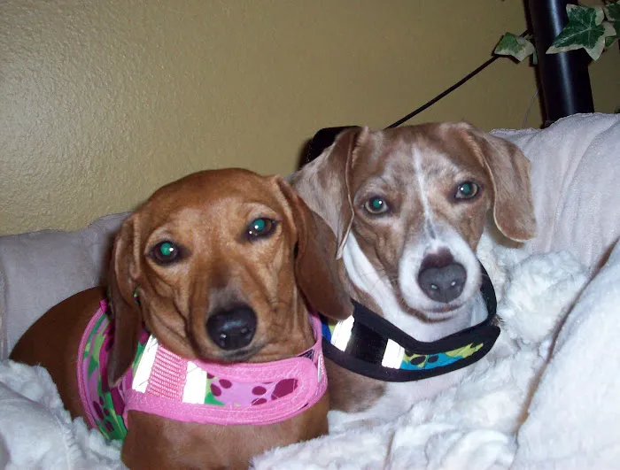 Caladesi Animal Hospital Picture 2