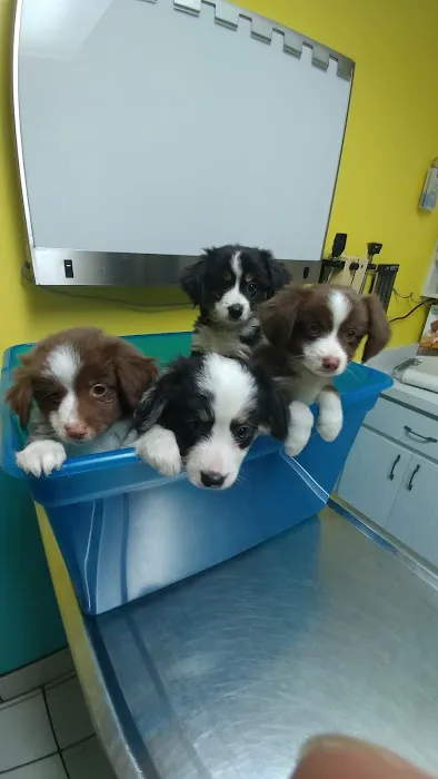 Caladesi Animal Hospital Picture 10