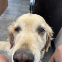 Country Oaks Animal Hospital ico