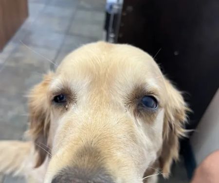 Country Oaks Animal Hospital