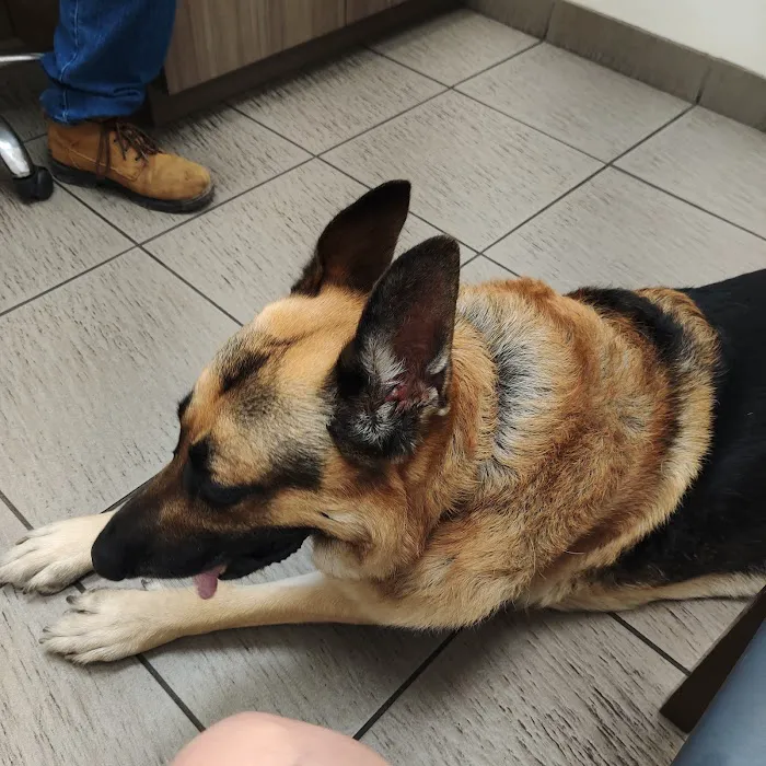 VCA San Francis Animal Hospital Picture 5
