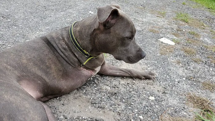 VCA San Francis Animal Hospital Picture 6