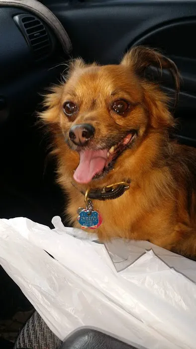 VCA San Francis Animal Hospital Picture 8