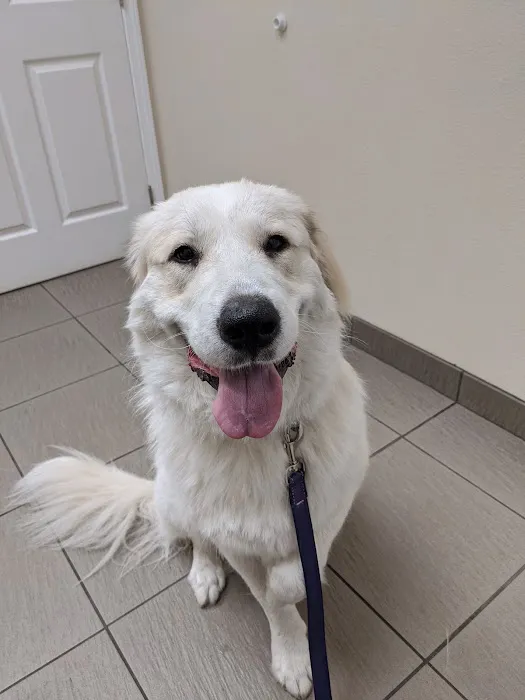VCA San Francis Animal Hospital Picture 10