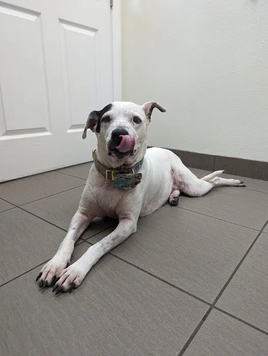 VCA San Francis Animal Hospital Picture 3