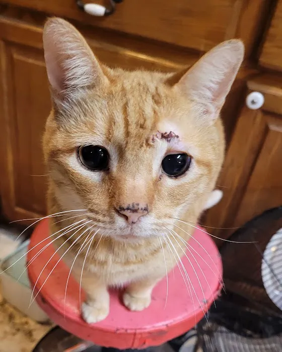 Companion Animal Hospital Picture 4