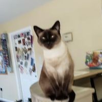 Companion Animal Hospital ico