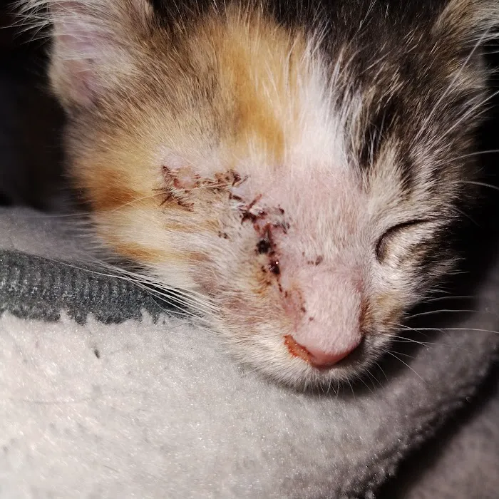 Companion Animal Hospital Picture 7